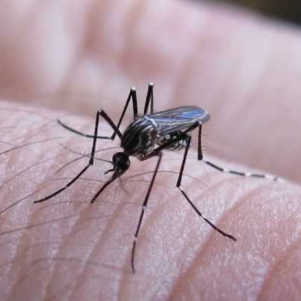 Descienden los casos de Dengue, pero igualmente recomiendan mantener los cuidados todo el año  