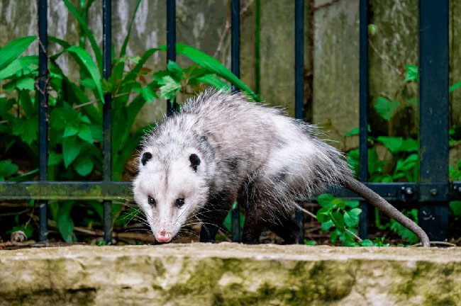 Brindarán una charla sobre cómo proceder ante la aparición de fauna silvestre