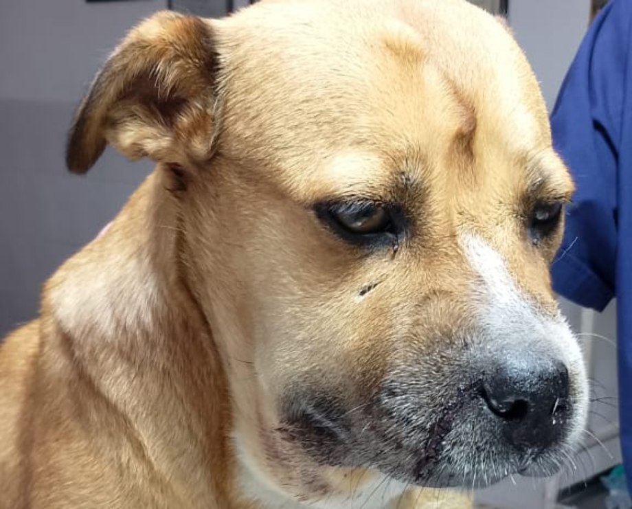 Una yarará mordió a una perrita comunitaria y el veterinario Miguel Olobardi logró salvarla con suero antiofídico