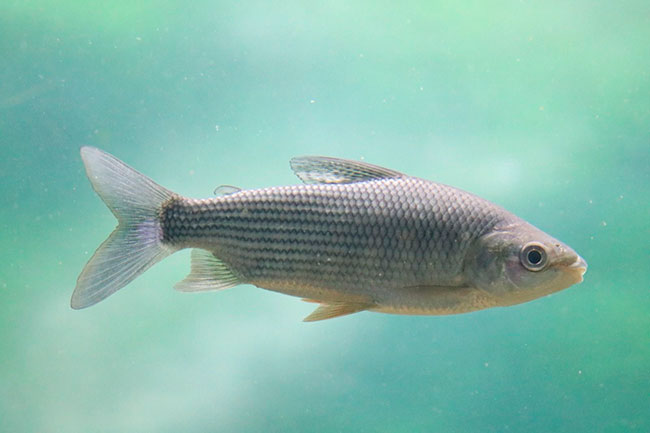 Por qué es importante limitar la exportación de peces del río Paraná