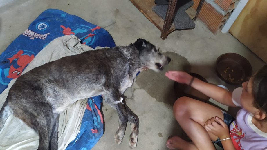 Grave denuncia en Pueblo Andino: acusan a la Guardia Urbana Comunal de abandonar en un basural a una perra accidentada