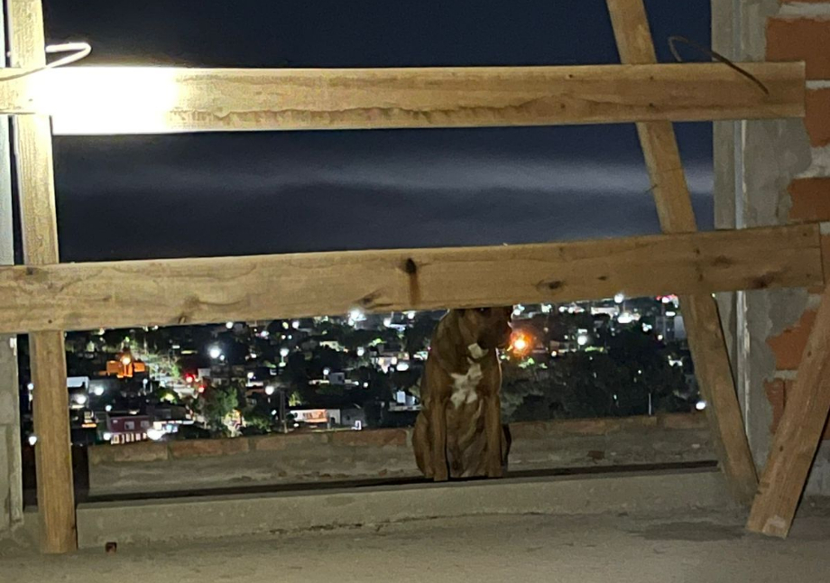 Bomberos Zapadores rescataron a un perro atrapado en un edificio en construcción