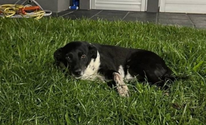 Ricardone: mataron de un balazo a “Negrita”, una perrita comunitaria, y vecinos reclaman justicia