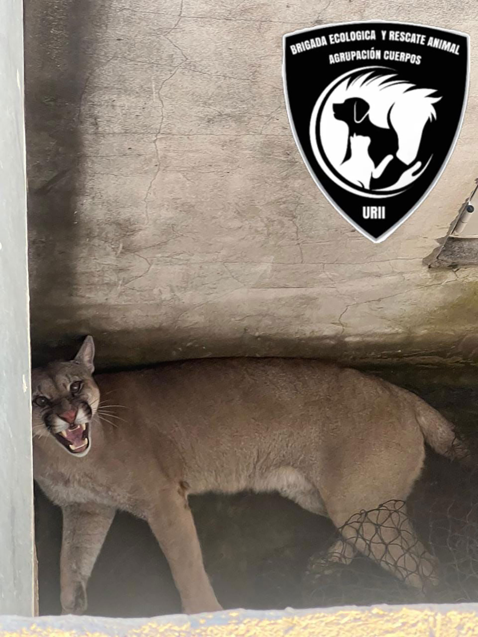 Exitoso rescate y liberación de un puma en Monje: un operativo de precisión
