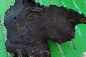 Un extraordinario hallazgo en el río Coronda devuelve a Puerto Gaboto a la historia profunda de la Tierra