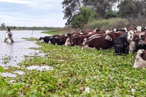 Alerta por la creciente del Paraná: más de 470 mil vacunos dejaron las islas desde agosto